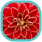 flowers hd wallpapers android application logo